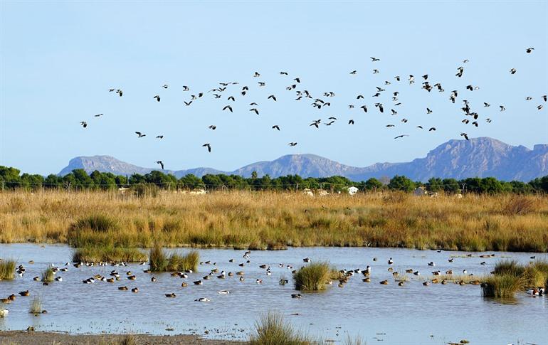 Naturpark S'Albufera auf Mallorca, Balearen