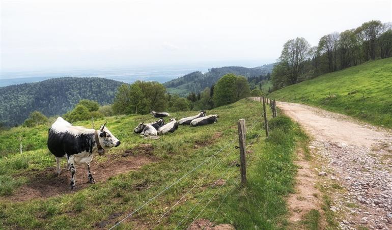 Naturpark Vosgesberge