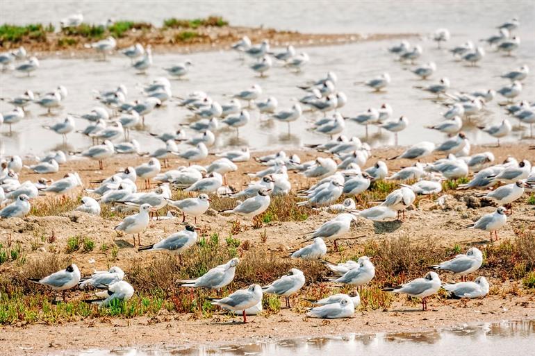 Vogelpark Teich, Gironde