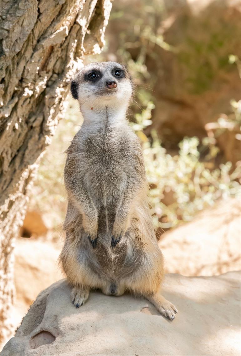 Zoo- und Botanischer Park Mulhouse