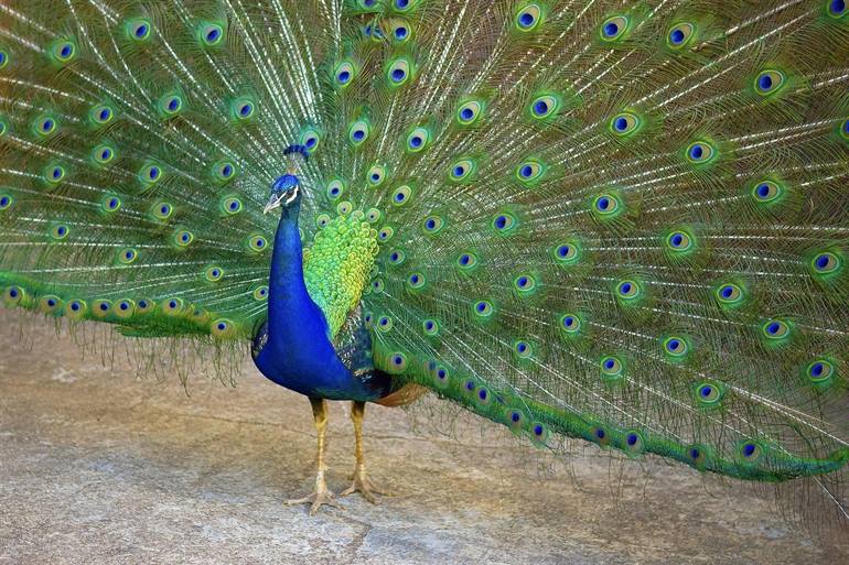 Pfau auf der Insel Lokrum
