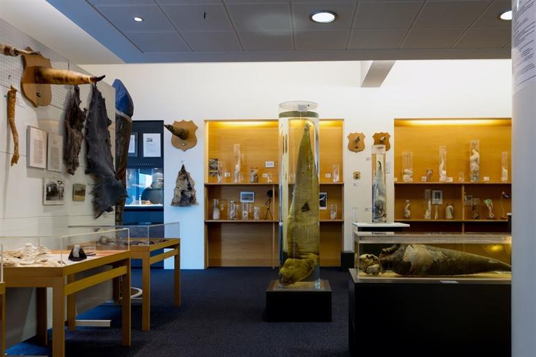 Penismuseum in Reykjavík