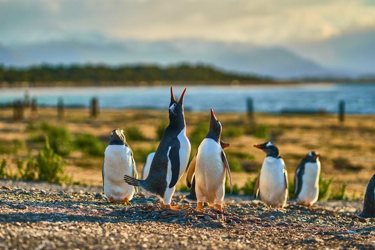 Pinguine an den Ufern des Kanals