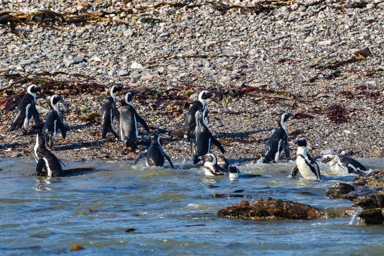 Pinguine auf Penguin Island in Lüderitz beobachten