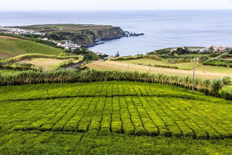 Besuch der Porto Formoso Teeplantage auf Sao Miguel