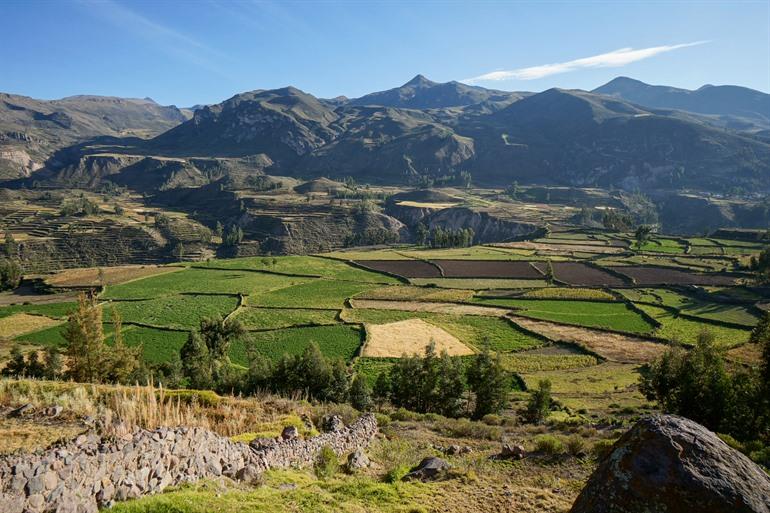 Wunderschöne landwirtschaftliche Terrassen im Colca Canyon
