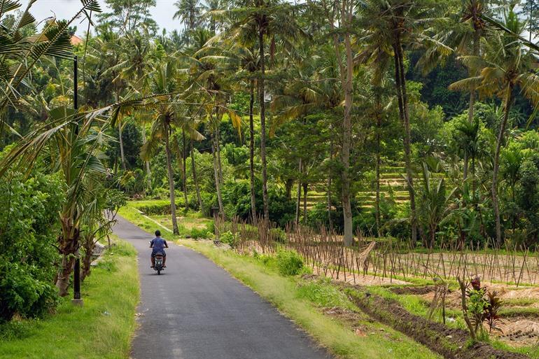 Fahren Sie mit Ihrem Roller entlang der Reisterrassen von Munduk auf Bali.