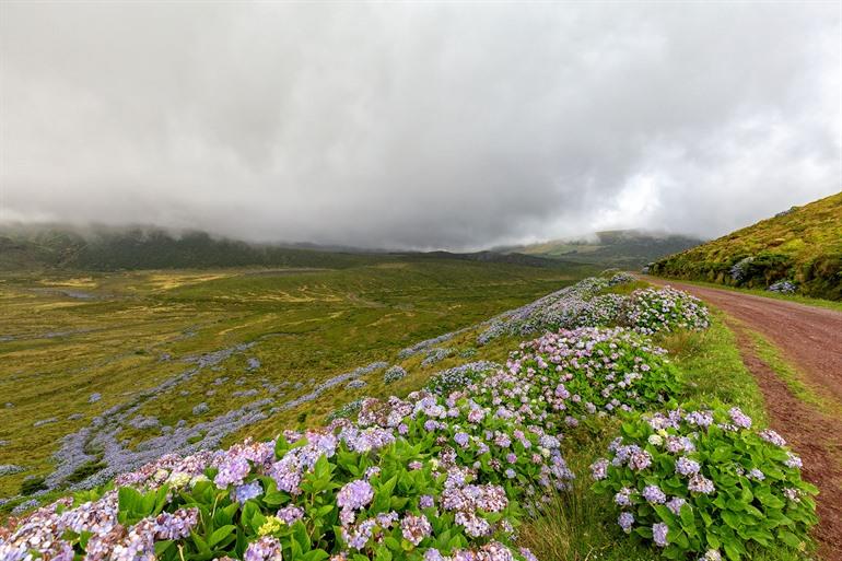 Natürlicher Waldreservat Morro Alto und Pico da Se auf Flores
