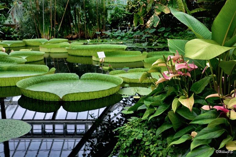 Riesenwasserlilien im Botanischen Garten Meise