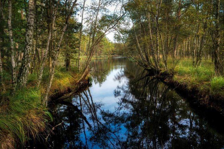 Ribnitzer Großes Moor, Fischland-Darß-Zingst