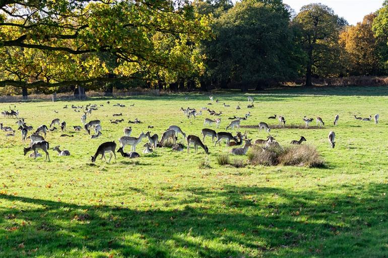 Richmond Park in London