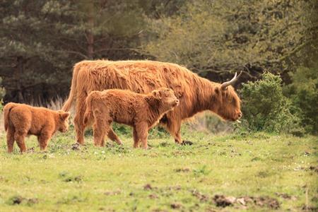 Rundreise durch die Veluwe Roadtrip