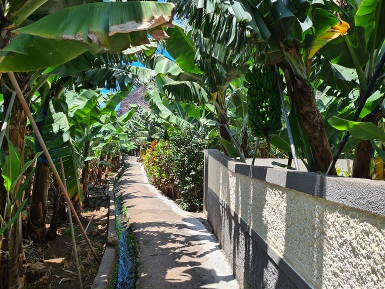 Bananenroute RB2 Wanderung auf Madeira