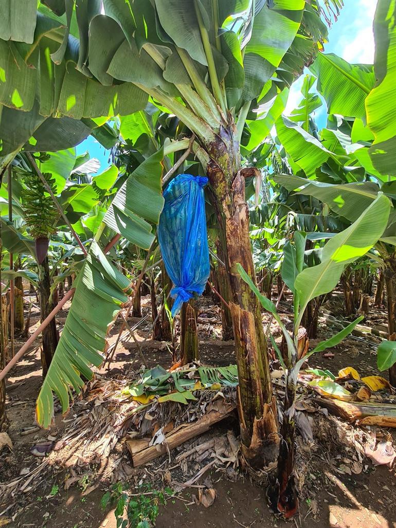 Bananenroute RB2 Wanderung auf Madeira