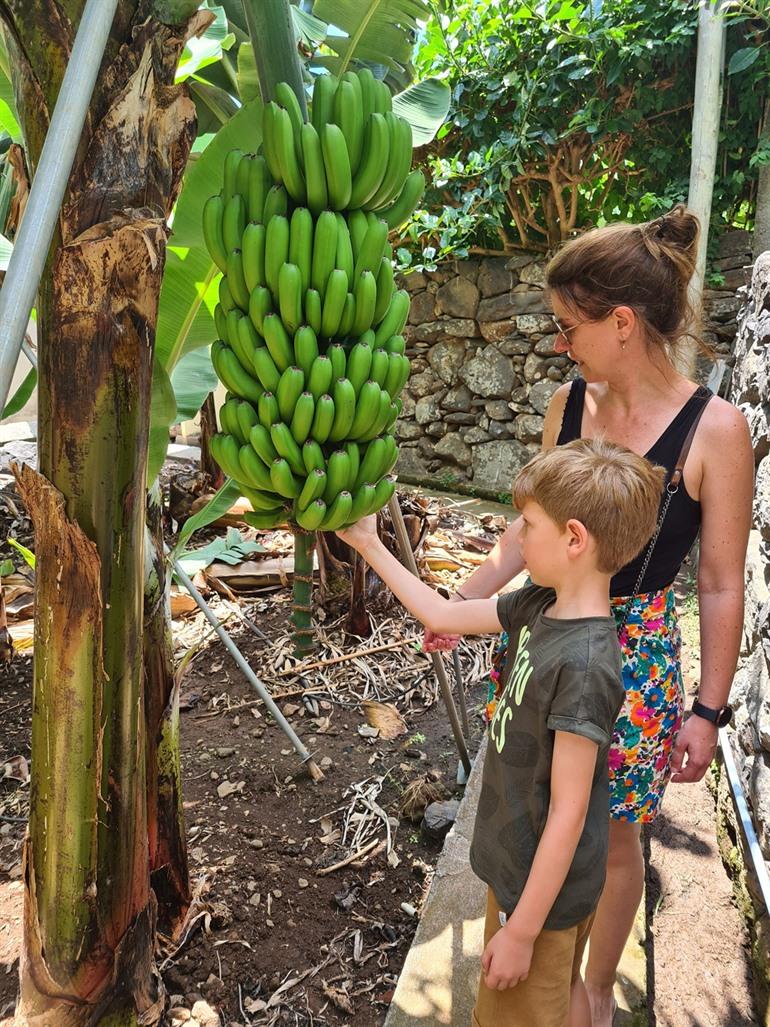 Bananenroute RB2 Wanderung auf Madeira
