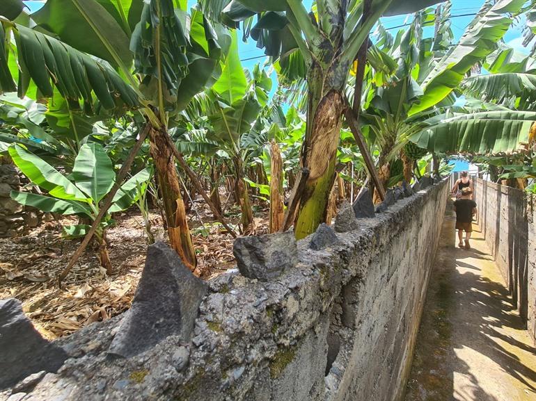 Bananenroute RB2 Wanderung auf Madeira