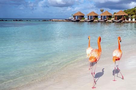 Rosa Flamingos auf Renaissance Island, Aruba