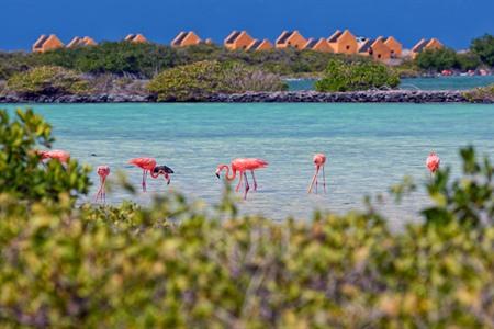 21 der schönsten Sehenswürdigkeiten auf Bonaire: Was Sie bei Ihrem Besuch sehen und erleben sollten