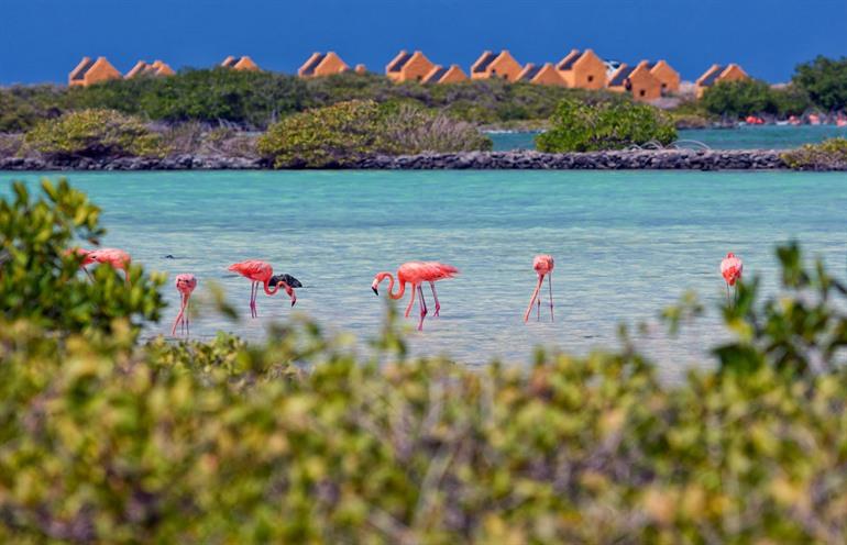 Rosa Flamingos auf Bonaire beobachten