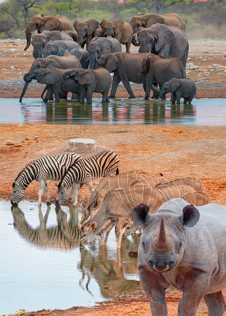 Safari im Etosha-Nationalpark