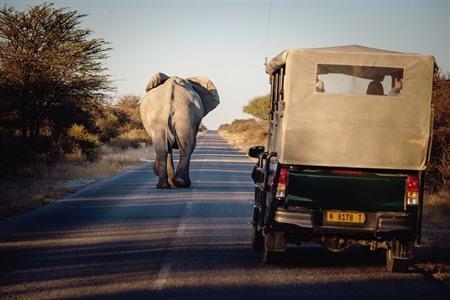 Safari im Etosha-Nationalpark