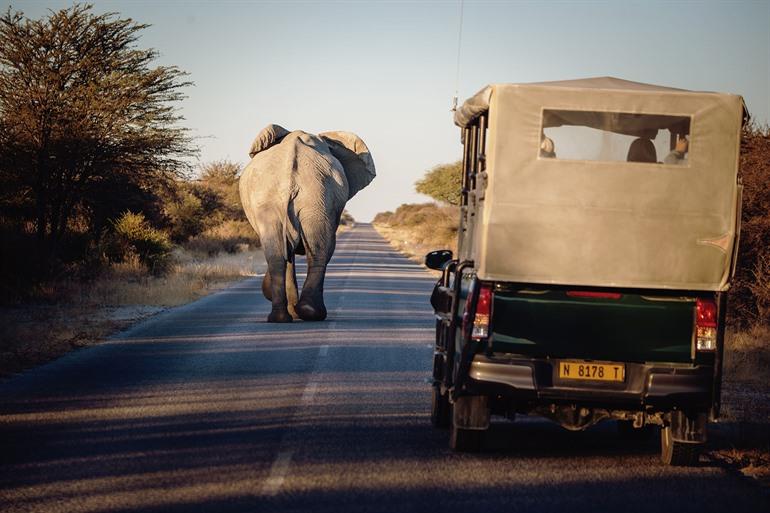Safari im Etosha-Nationalpark