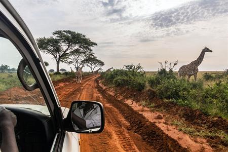 Wildtiere in Uganda bei einer Safari beobachten