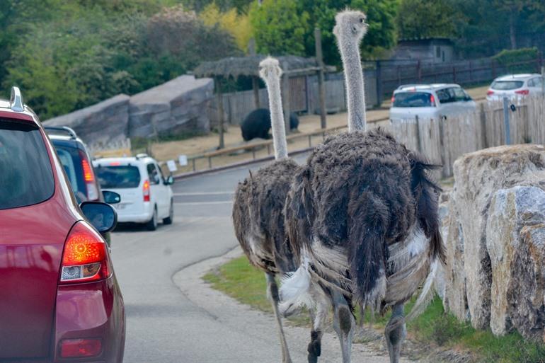 Safaripark von Peaugres in der Ardèche