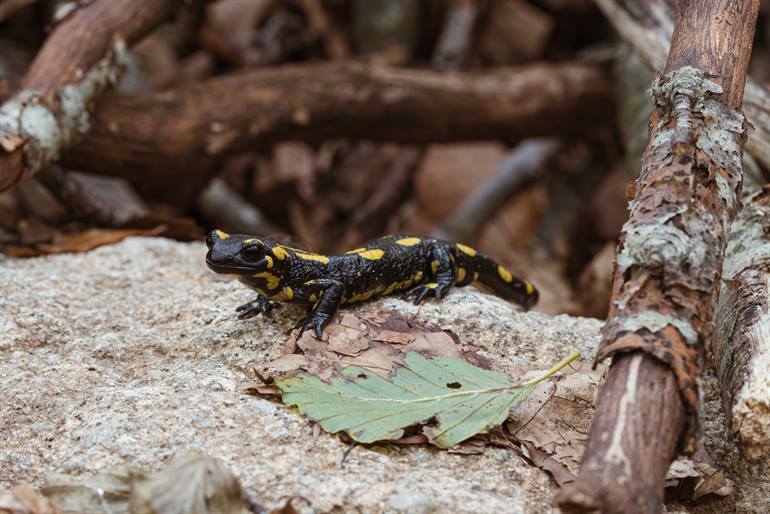Salamander im Parc Natural del Montseny