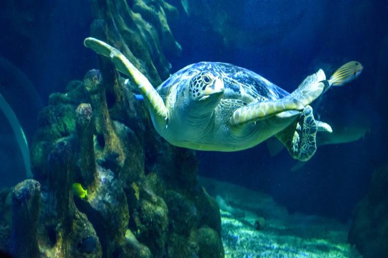 Schildkröte im Aquarium