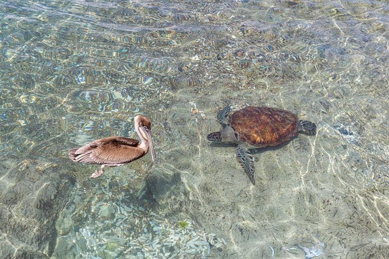 Schildkröten bei Playa Grandi auf Curaçao beobachten