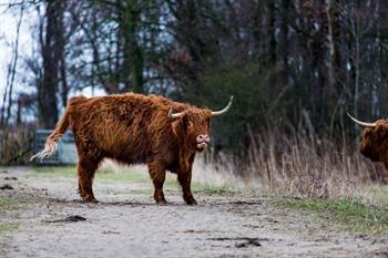 Schottisches Hochlandrind am Zwin, Knokke-Heist