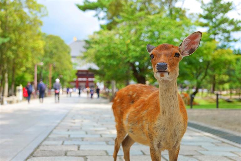 Sikahirsche im Nara-Park