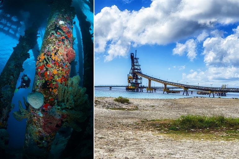 Schnorcheln und Tauchen am Salt Pier auf Bonaire