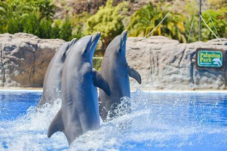 Spektakuläre Delfinshow im Palmitos Park erleben
