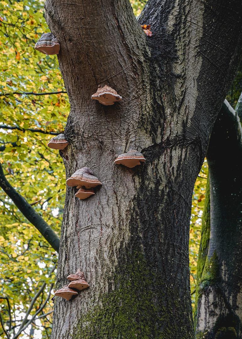 Speulderbos, Veluwe
