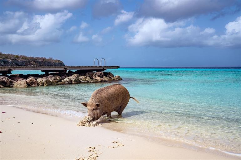 Beobachten Sie die wilden Ferkel am Playa Porto Marie auf Curaçao