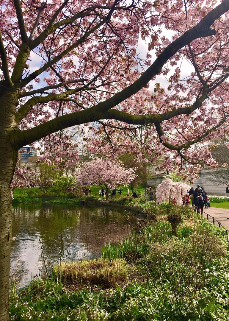 St. James's Park in London