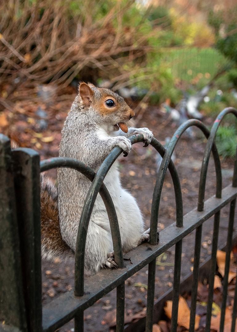 St. James's Park in London