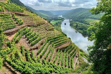 Steile Weinberge am Calmont Klettersteig entlang der Mosel