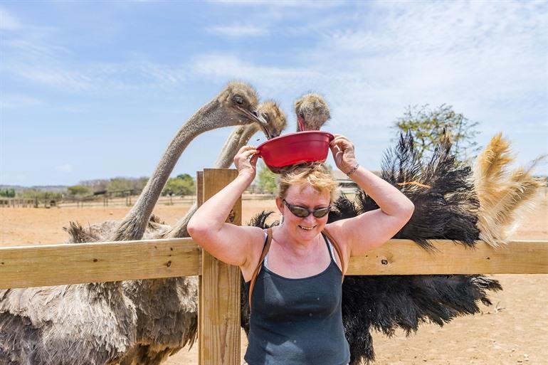 Besuch des Straußenhofs auf Curaçao, ABC-Inseln