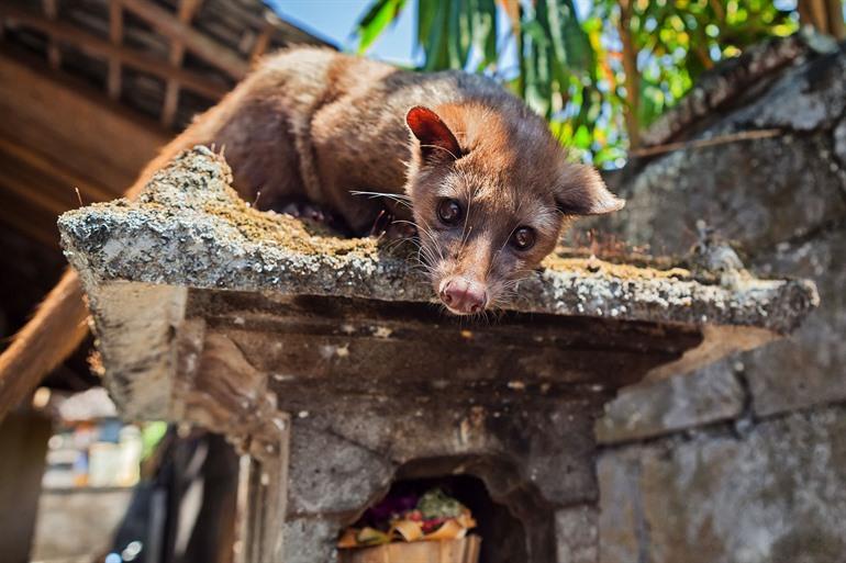 Tam Loewak, bekannt für den Kopi Luwak