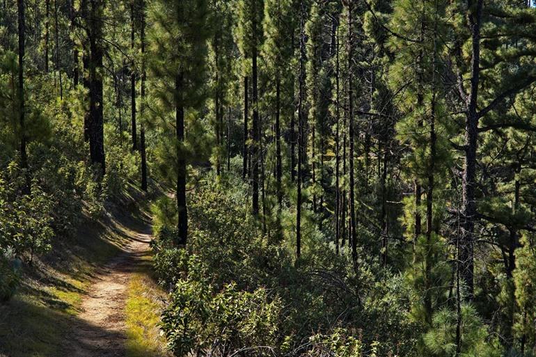 Tamadaba Naturpark, auch bekannt als der Tamadaba-Wald