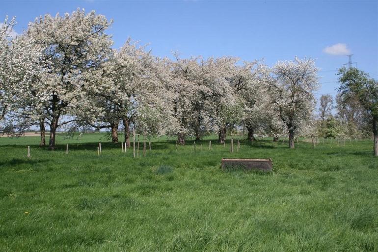 Zwei Brüder in Millen