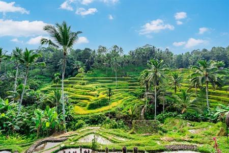 Aussicht auf die Reisterrassen von Tegalalang, Bali