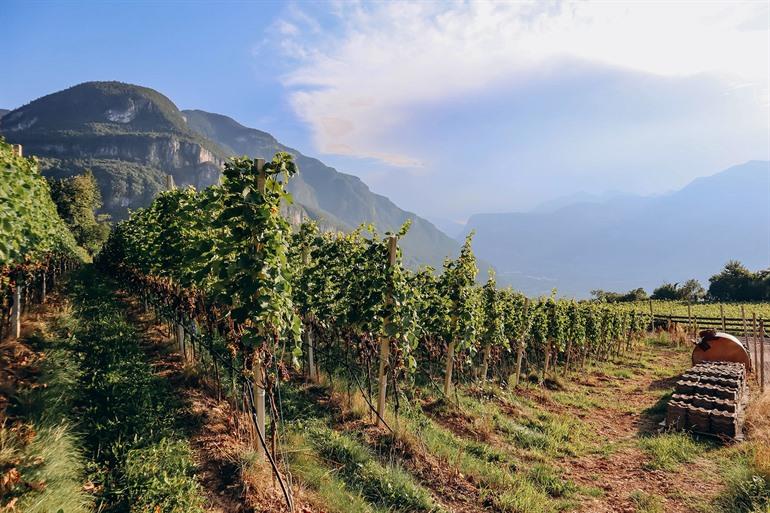 Aussicht auf die Weinberge Südtirols (Pinot Noir Trail)