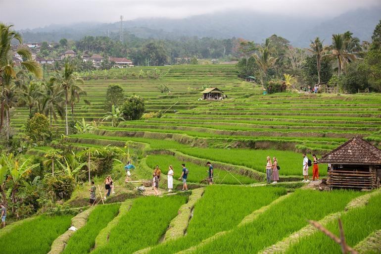 Ausblick auf die Terrassen von Jatiluwih, Bali