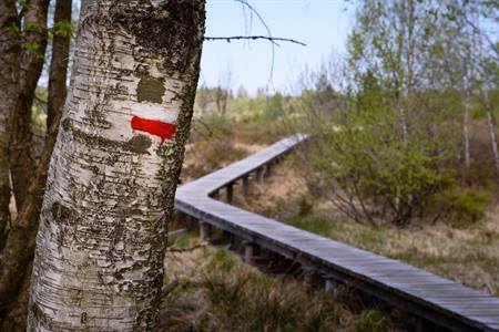 Die Haute Fagnes besuchen? Sehenswürdigkeiten und Aktivitäten in Les Haute Fagnes