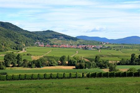Aussicht auf die Weinberge von Klingenmünster, Deutschland