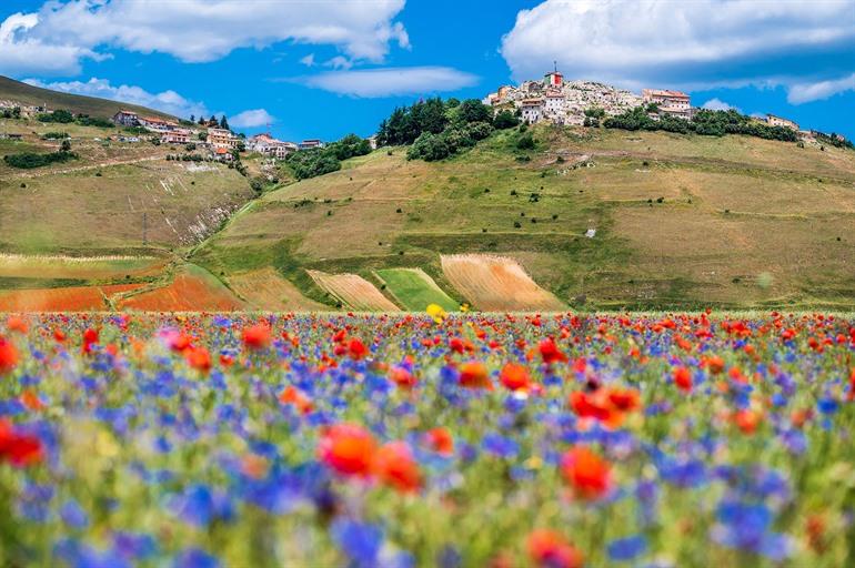 Blumenfelder in Umbrien mit Castelluccio di Norcia im Hintergrund